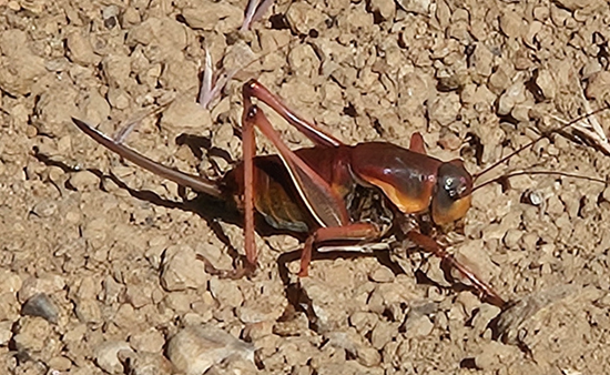 A close up of a bug
AI-generated content may be incorrect.